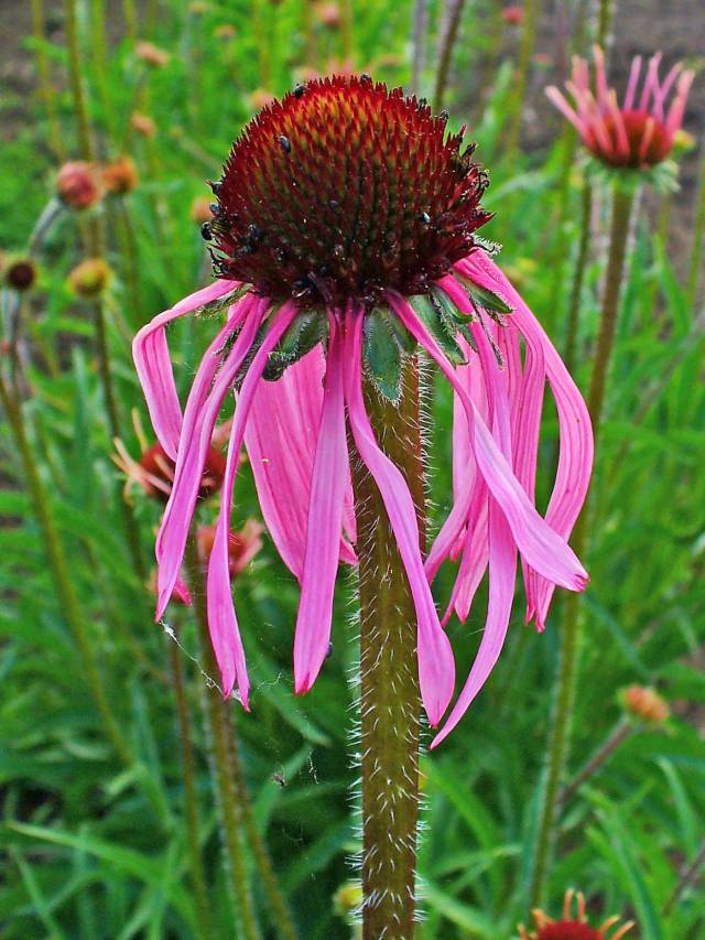  سرخارگل Echinacea pallida 5